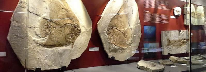 Museo dei fossili di Bolca